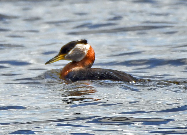 Red-necked Grebe - ML619878871