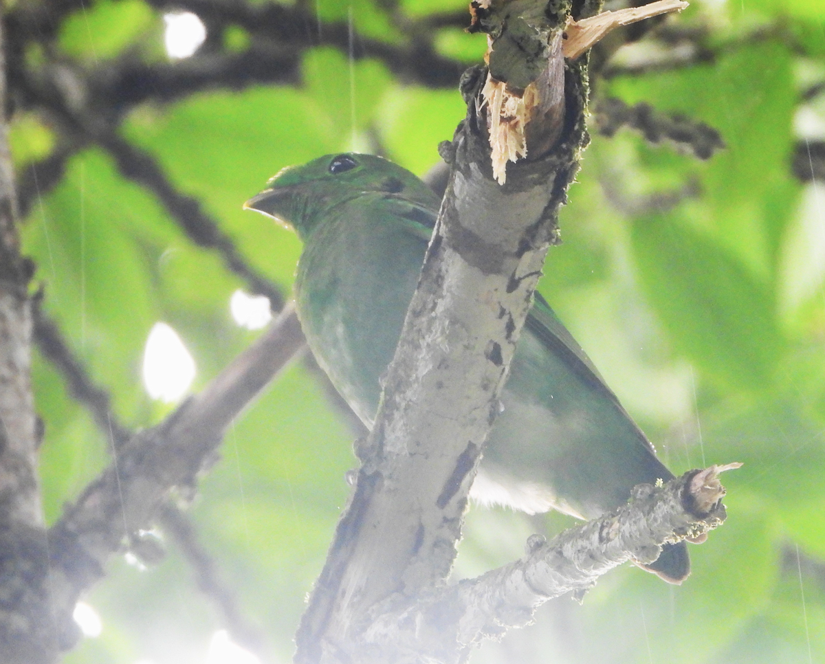 Green Broadbill - ML619878874