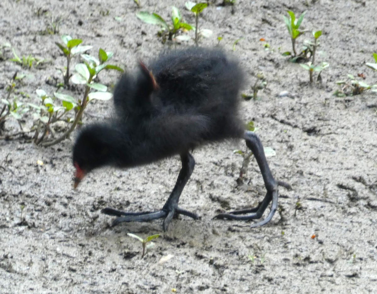 Eurasian Moorhen - ML619878889