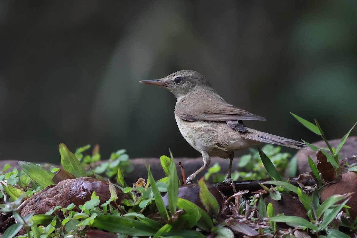 Blyth's Reed Warbler - ML619878896