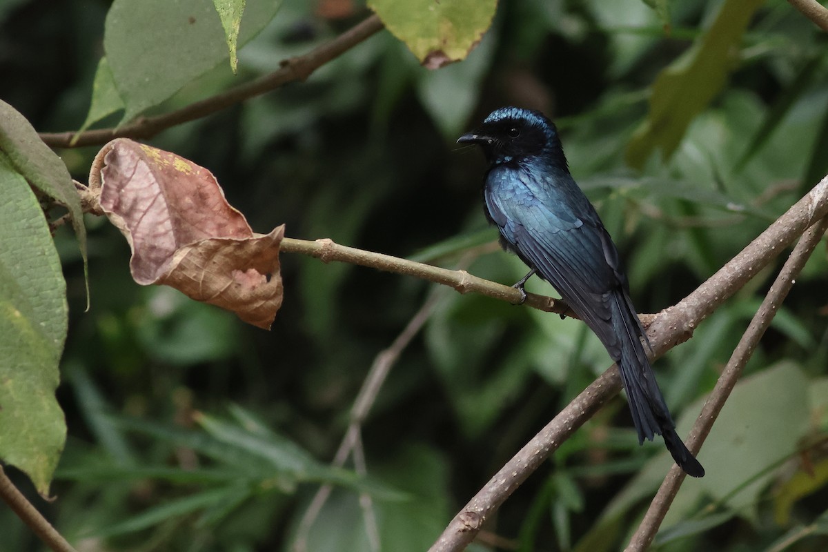 Bronzed Drongo - ML619878901