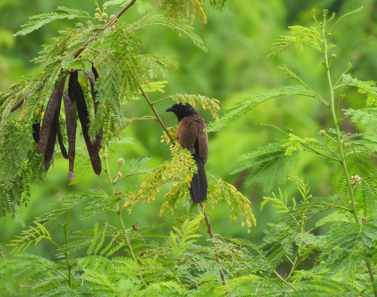 Lesser Coucal - ML619878905