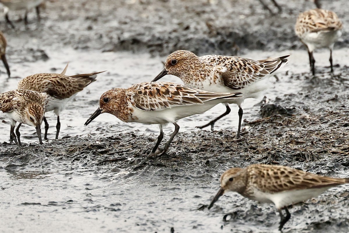 Sanderling - ML619878921