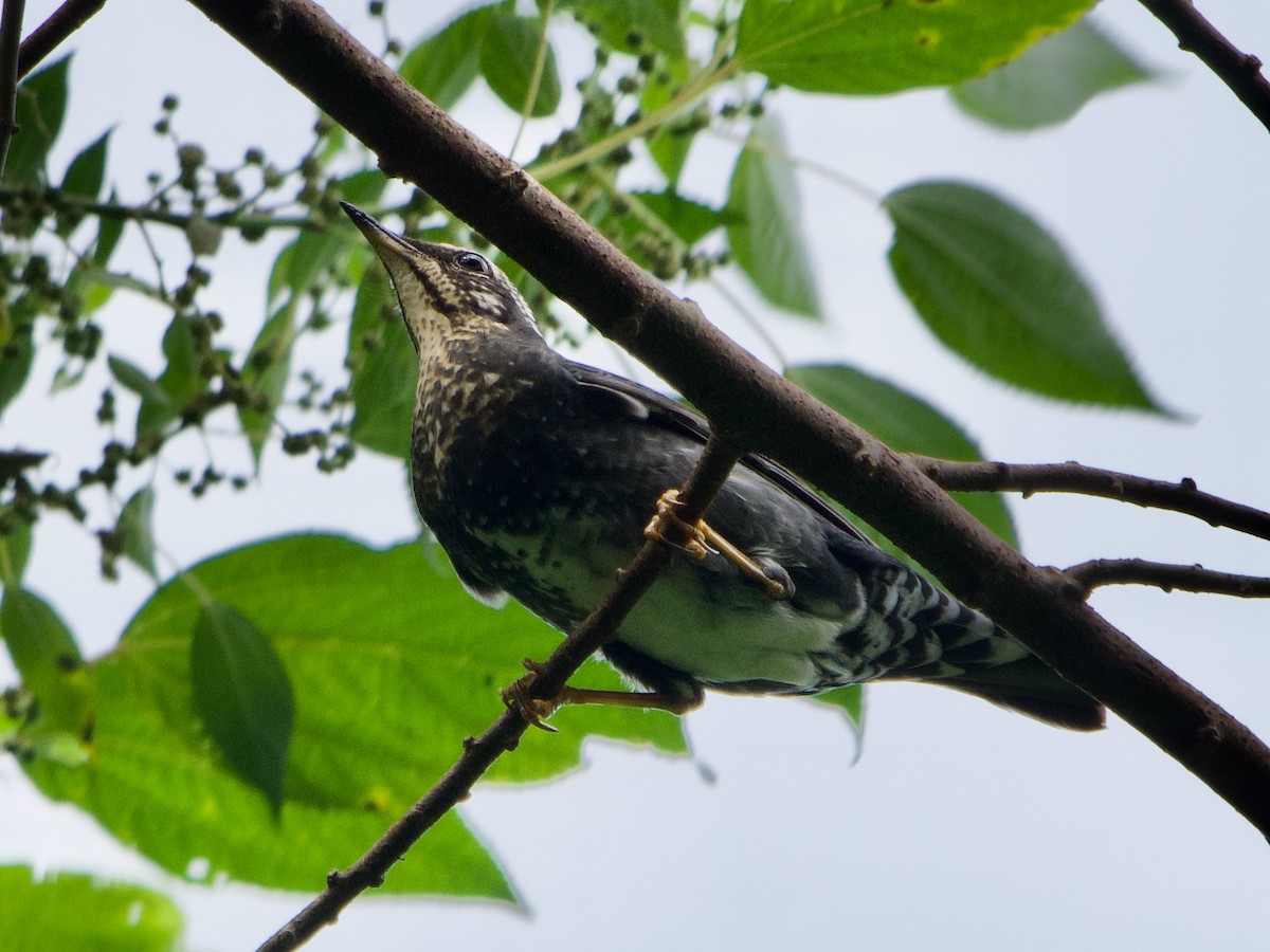 Siberian Thrush - ML619878927