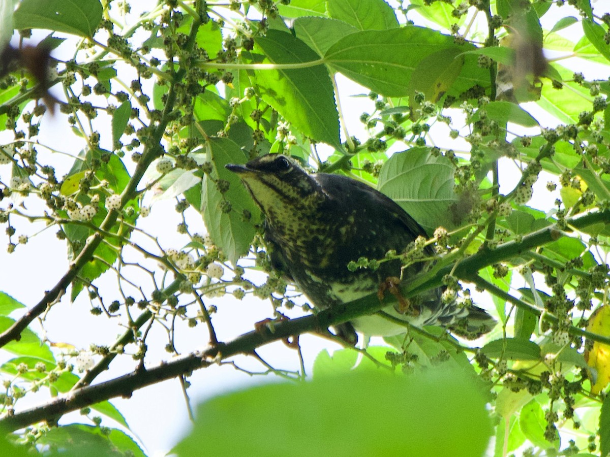 Siberian Thrush - ML619878928