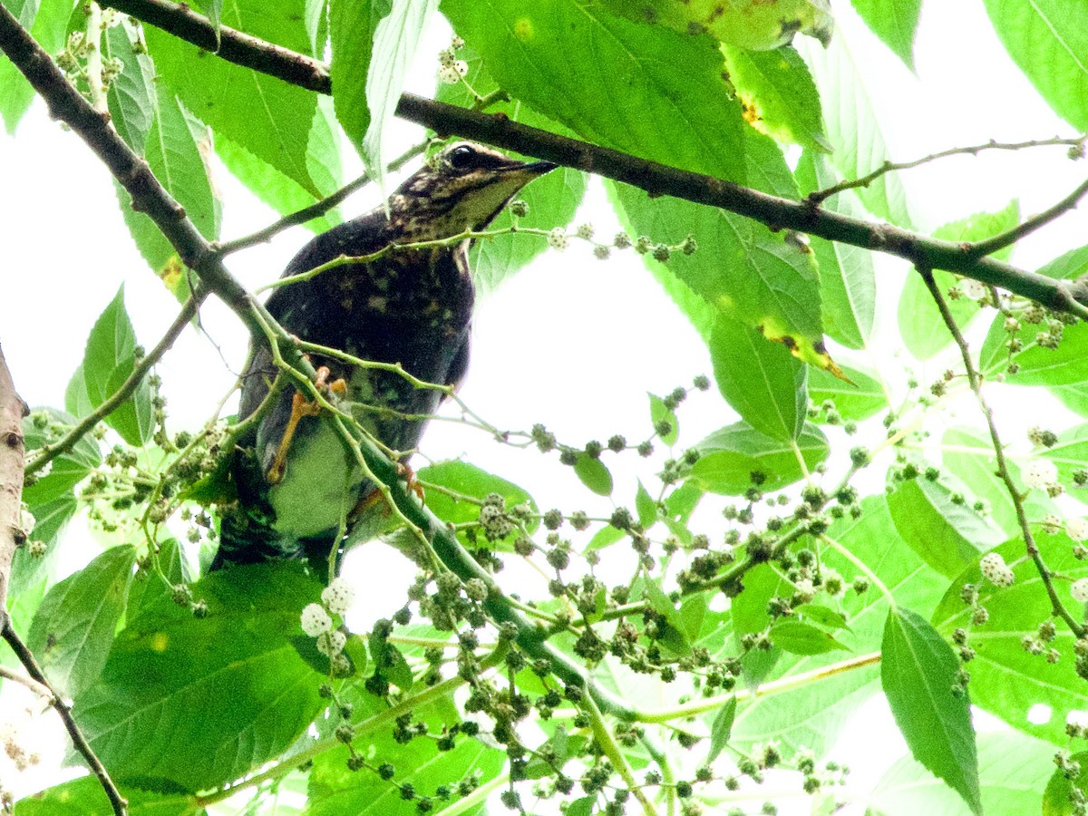 Siberian Thrush - ML619878929