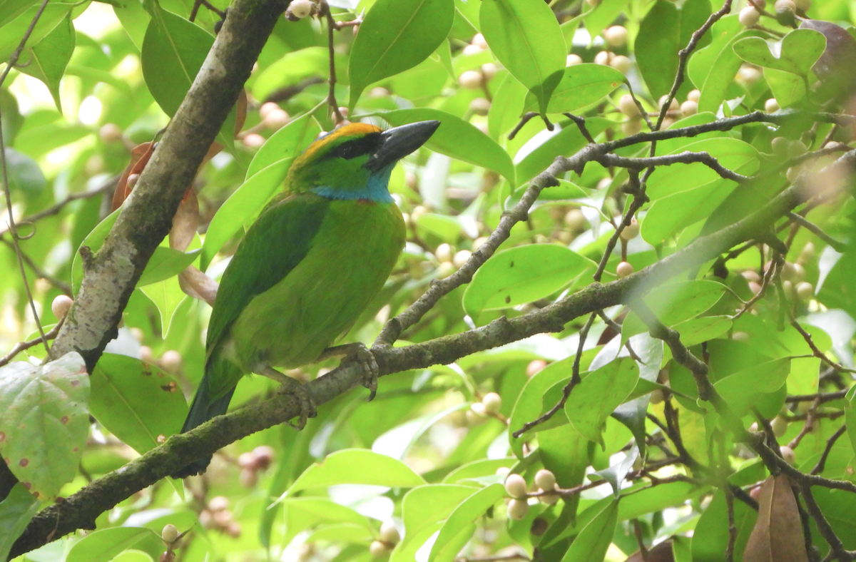 Yellow-crowned Barbet - ML619878937