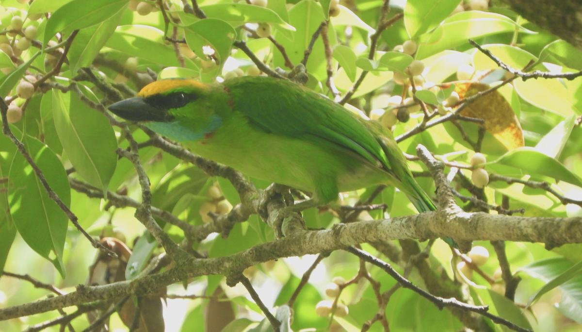 Gelbscheitel-Bartvogel - ML619878942