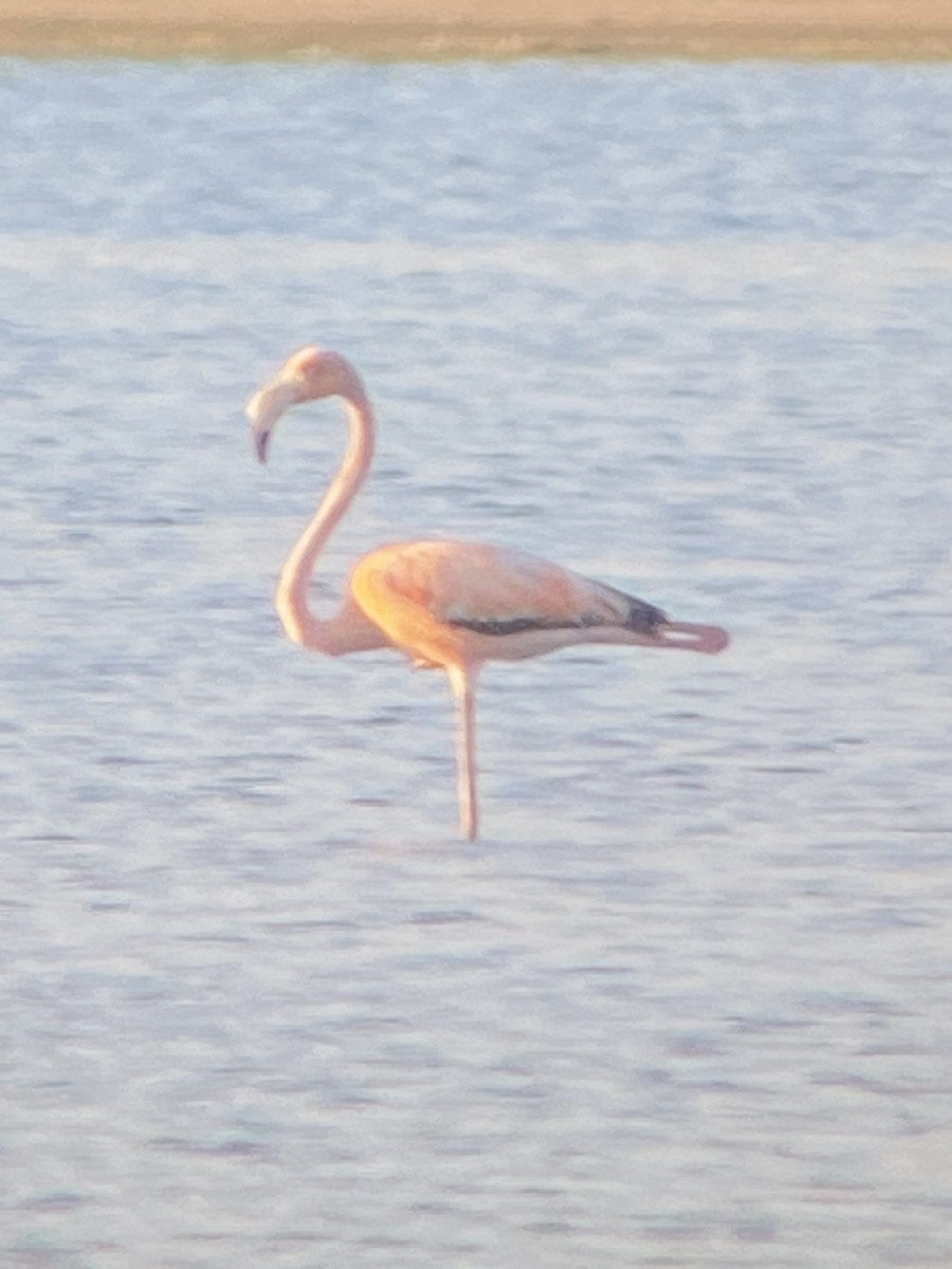 American Flamingo - ML619878954