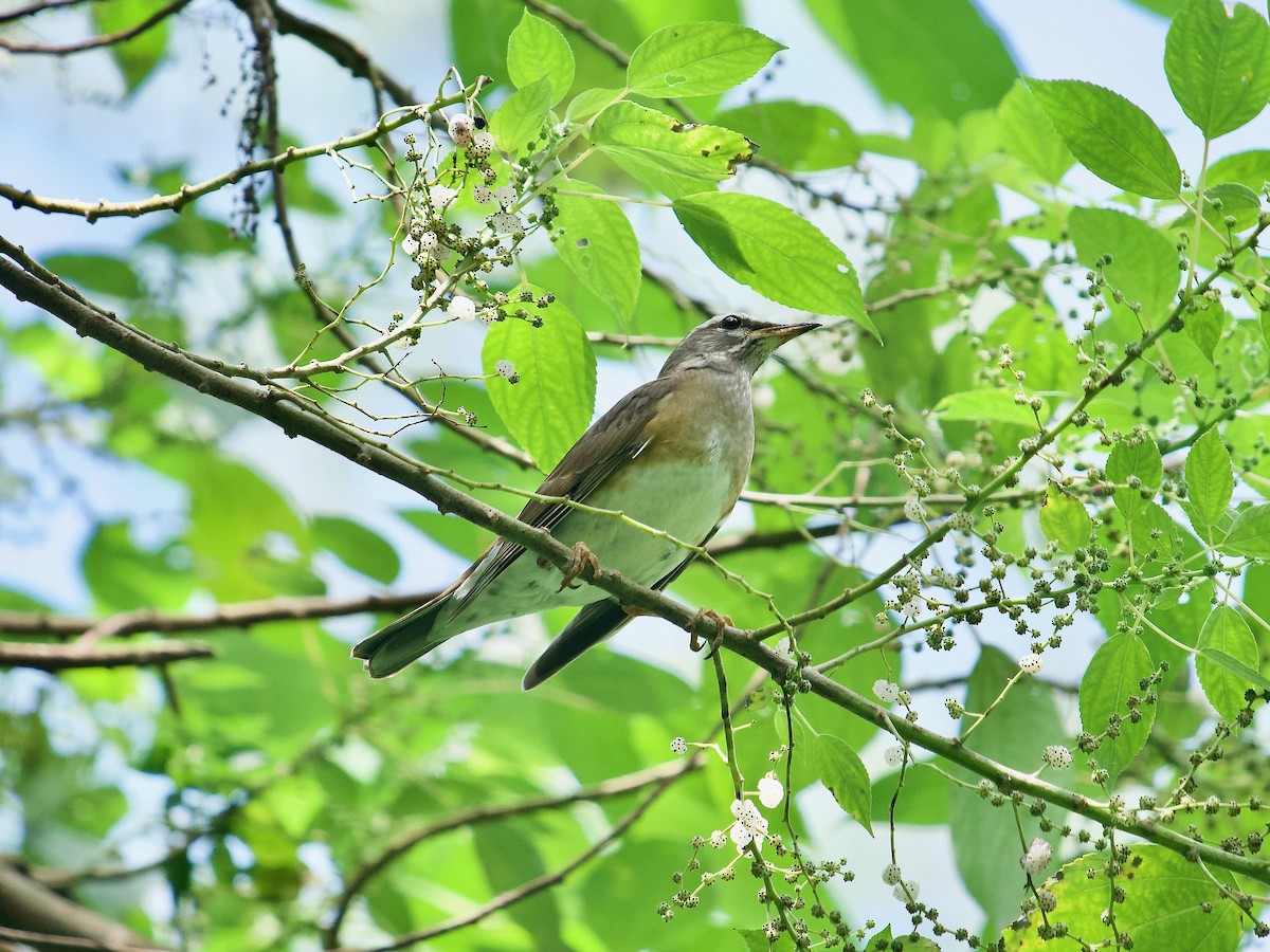 Eyebrowed Thrush - ML619878963