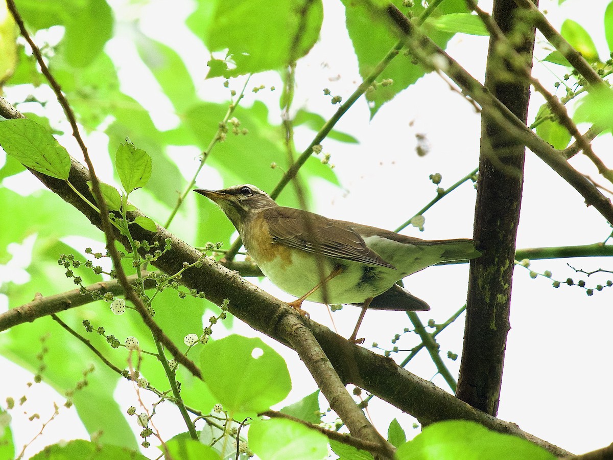 Eyebrowed Thrush - ML619878965