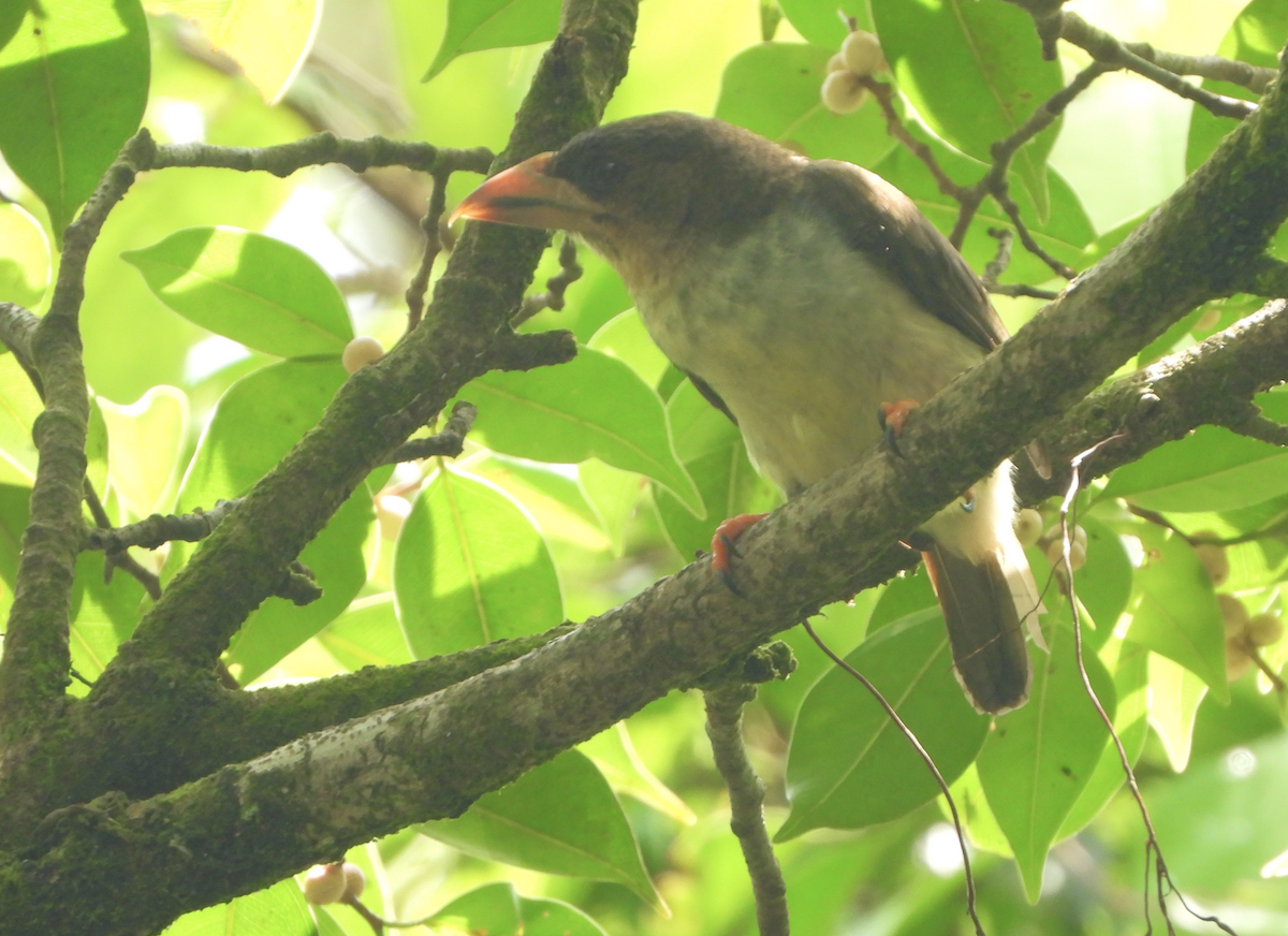 Sooty Barbet - ML619878967