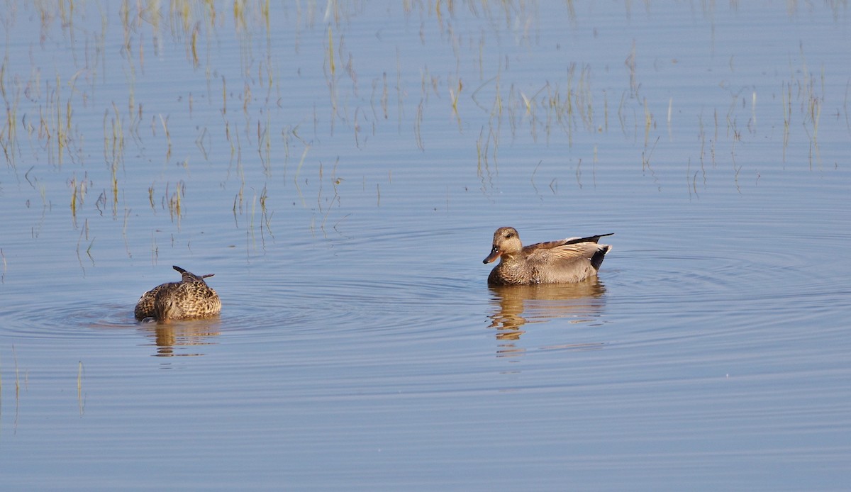 Gadwall - ML619878971