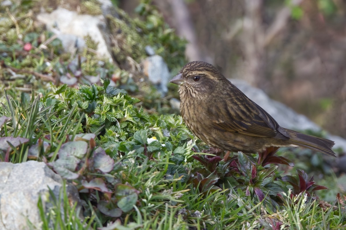 Dark-rumped Rosefinch - ML619878973