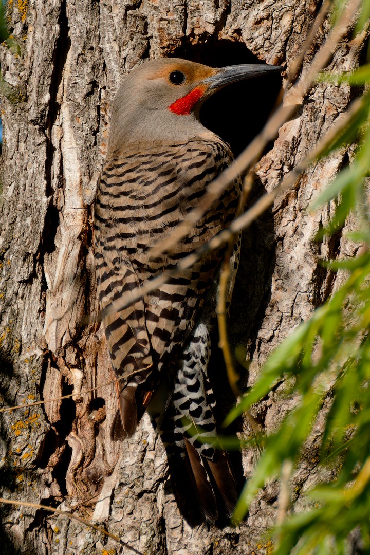 Northern Flicker (Red-shafted) - ML619878979