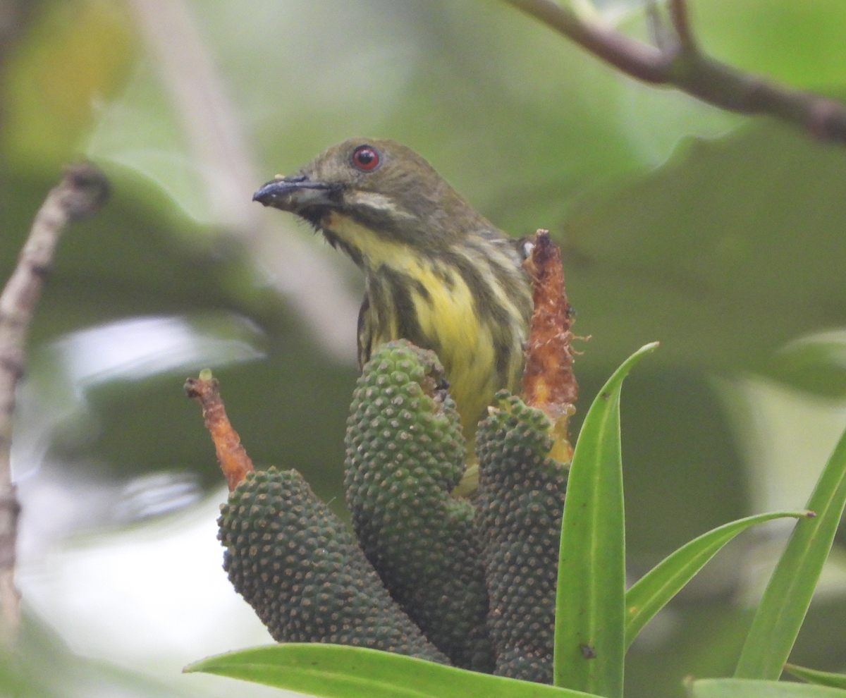 Yellow-breasted Flowerpecker - ML619878980