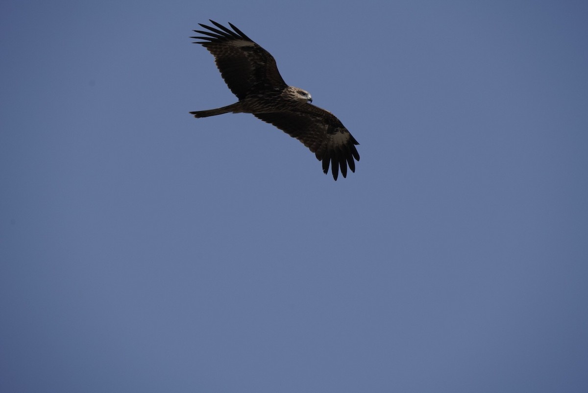 Black Kite - ML619878981