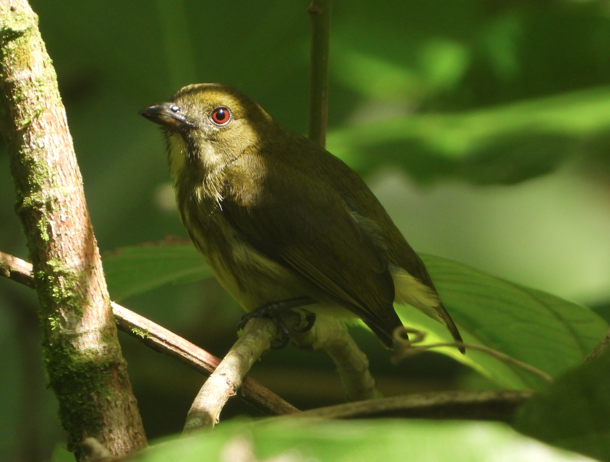Yellow-breasted Flowerpecker - ML619878985
