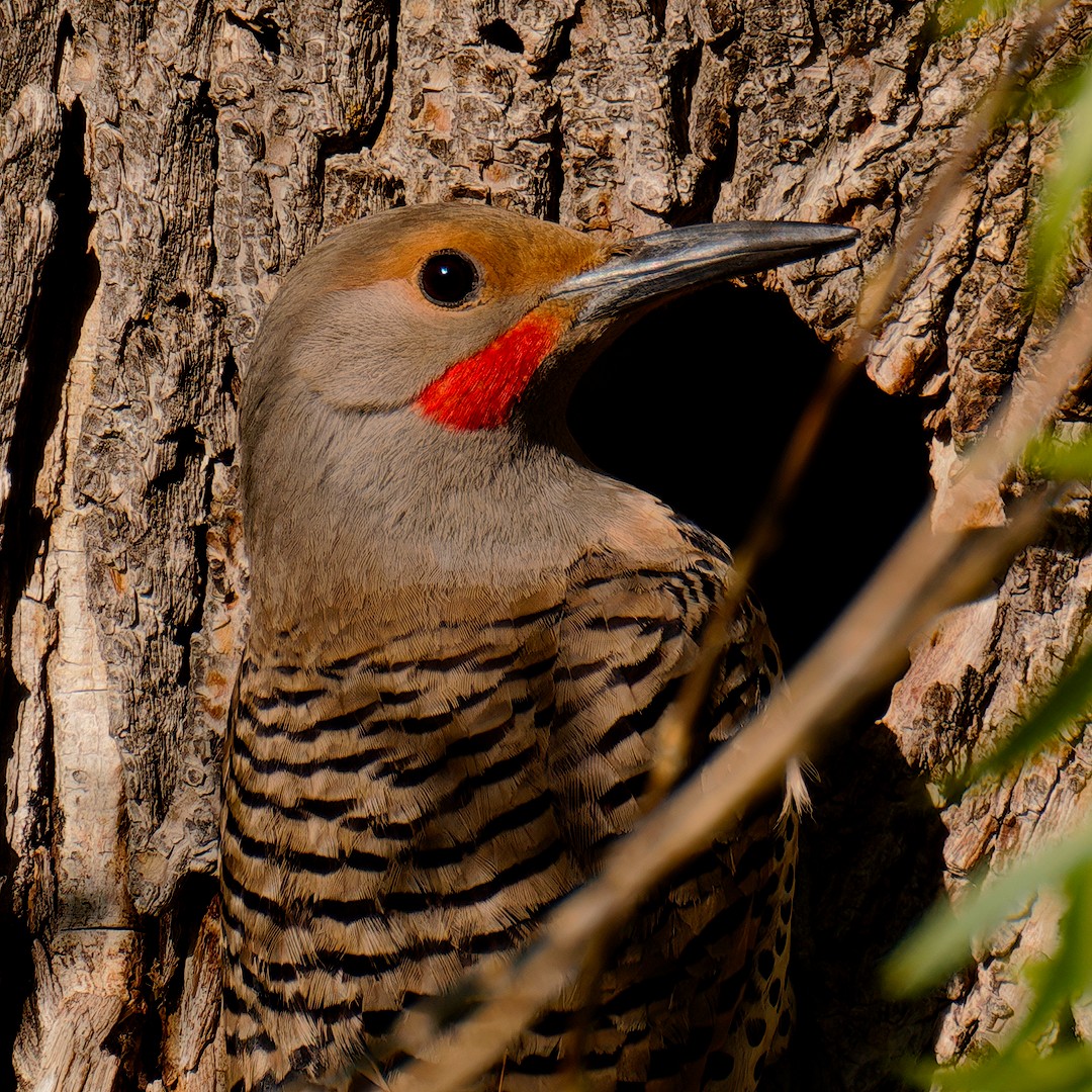 Northern Flicker (Red-shafted) - ML619878987