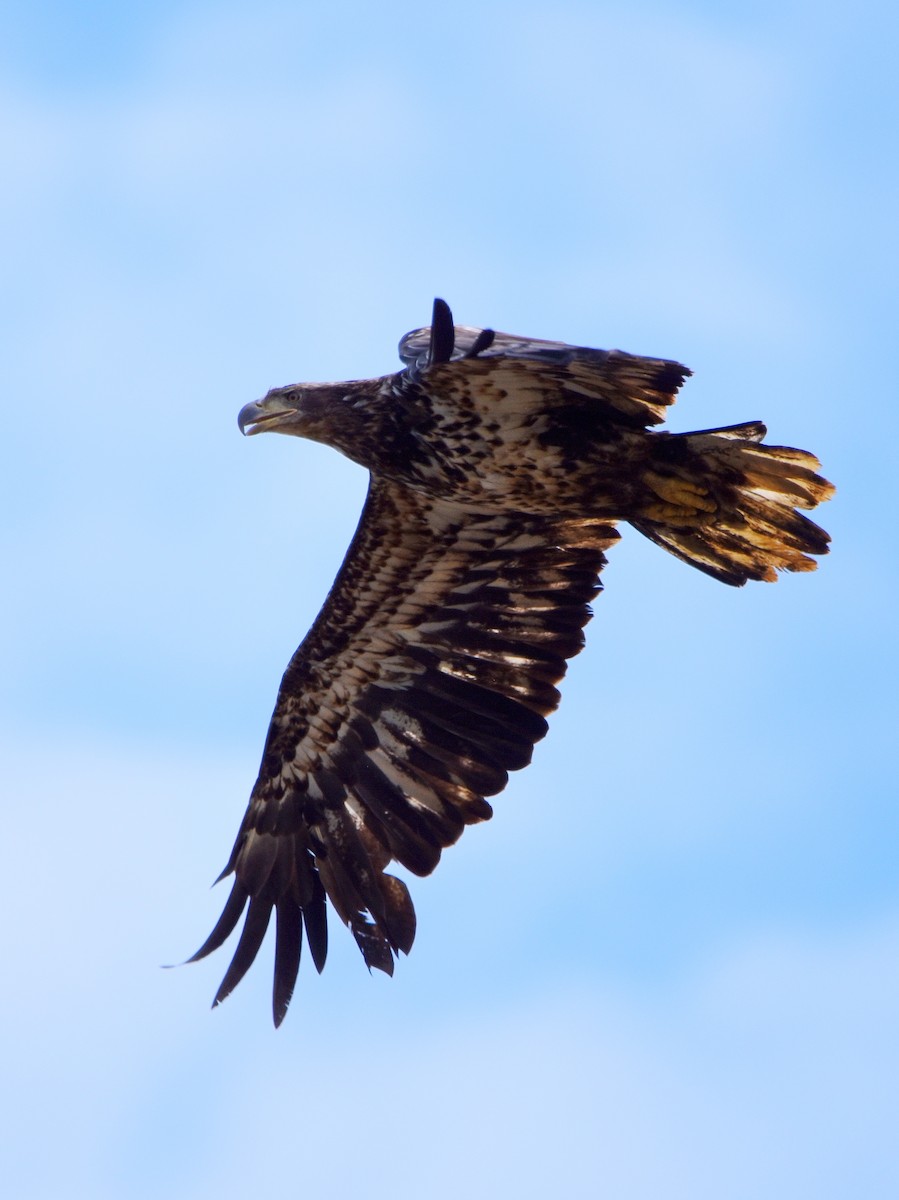 Bald Eagle - ML619878998