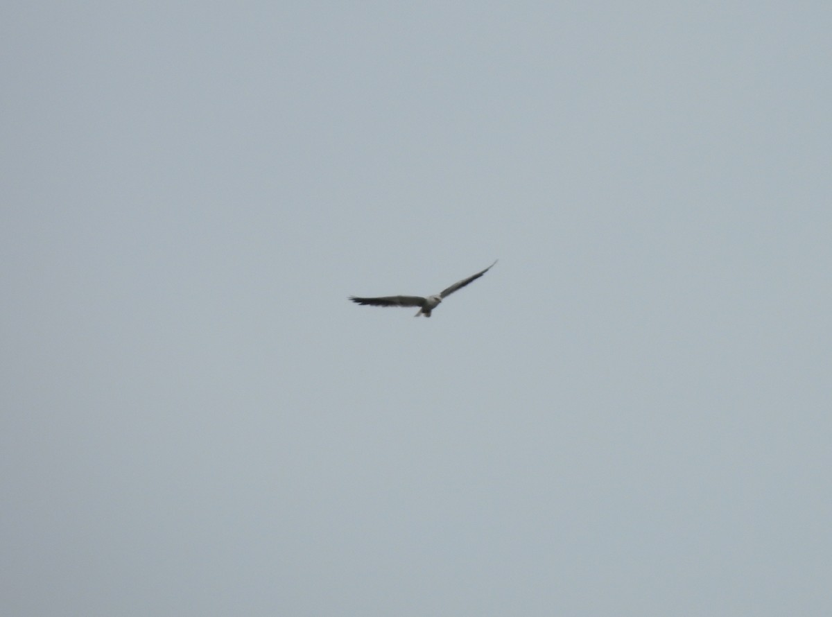 Black-winged Kite - ML619878999