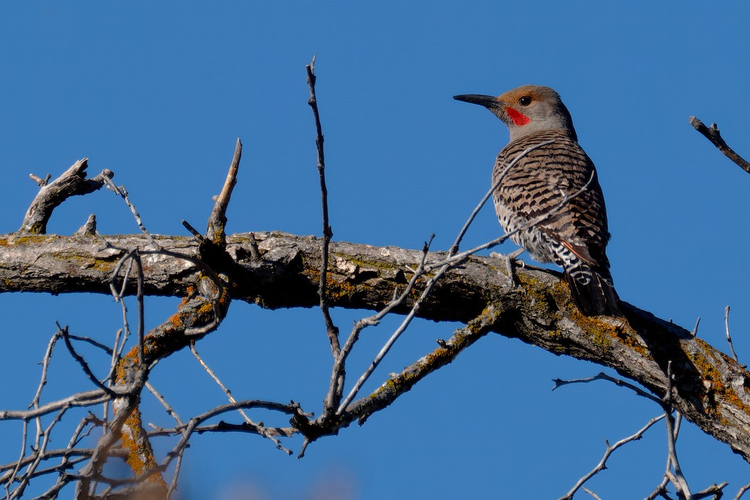 Northern Flicker (Red-shafted) - ML619879005