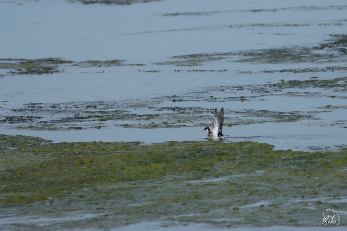 Red-necked Phalarope - ML619879032