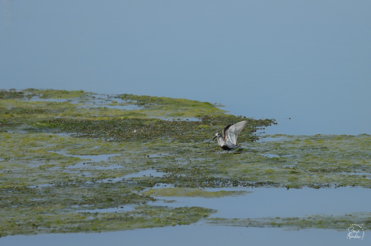 Dunlin - ML619879052