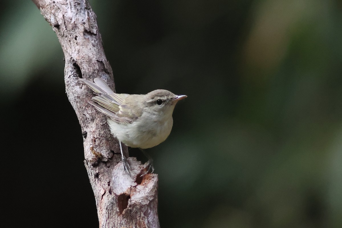 Yellow-browed Warbler - ML619879058