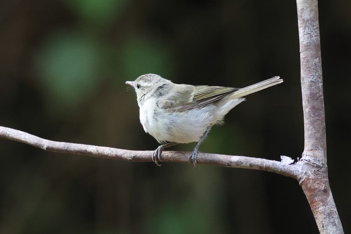 Yellow-browed Warbler - ML619879059