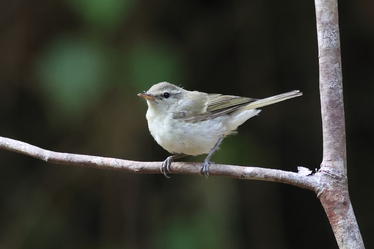 Yellow-browed Warbler - ML619879061