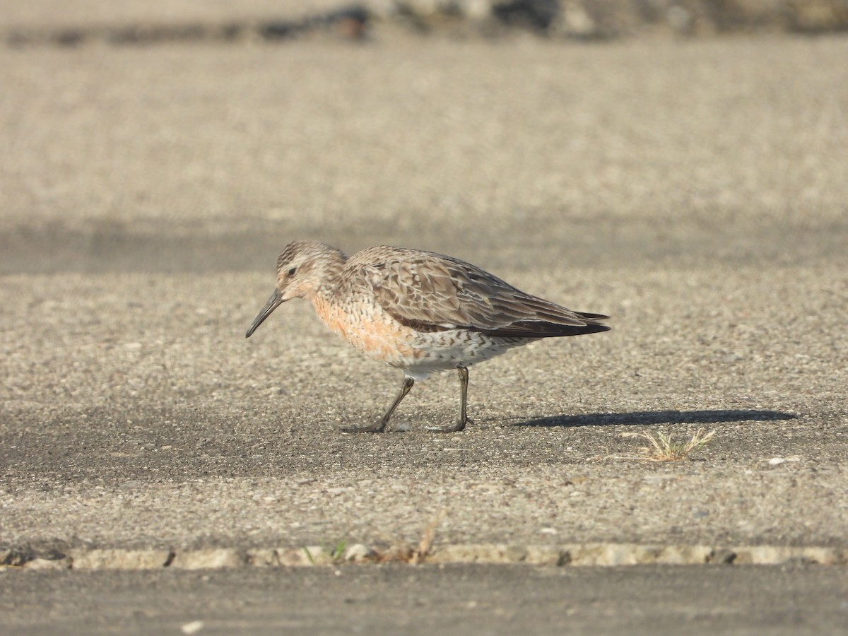 Red Knot - ML619879083