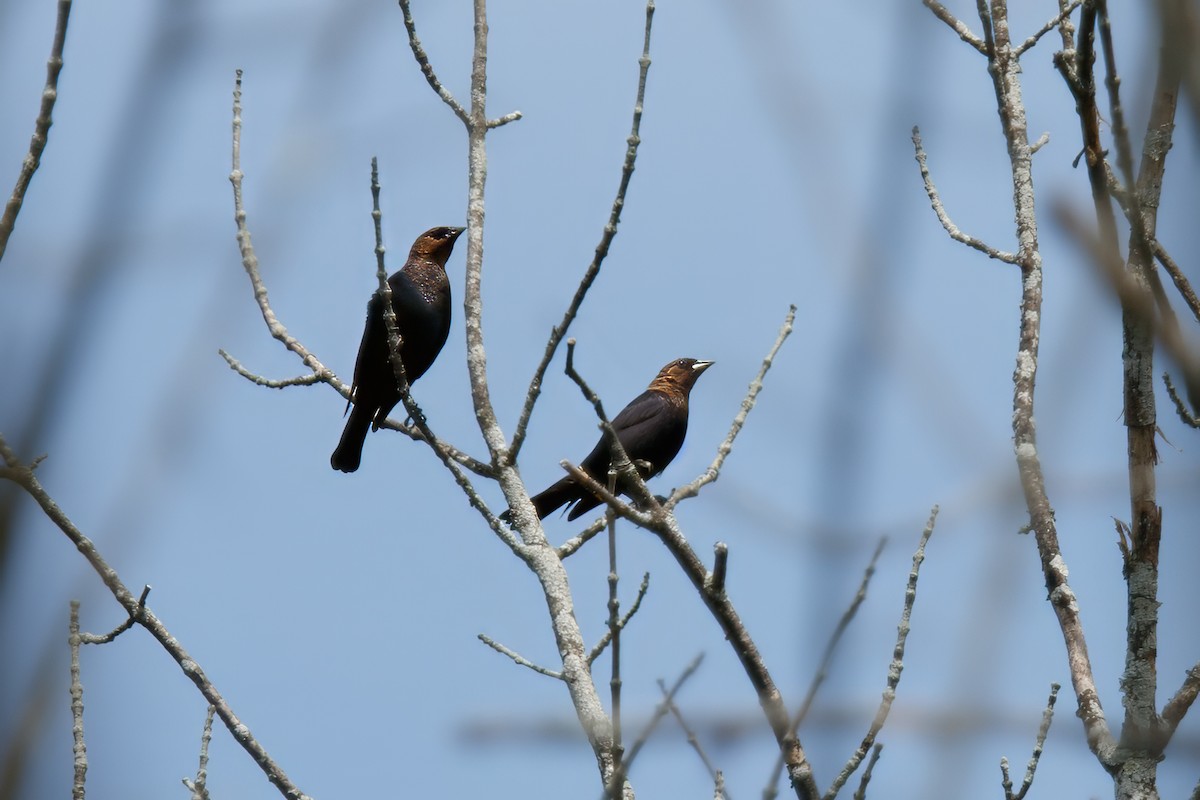 Brown-headed Cowbird - ML619879085