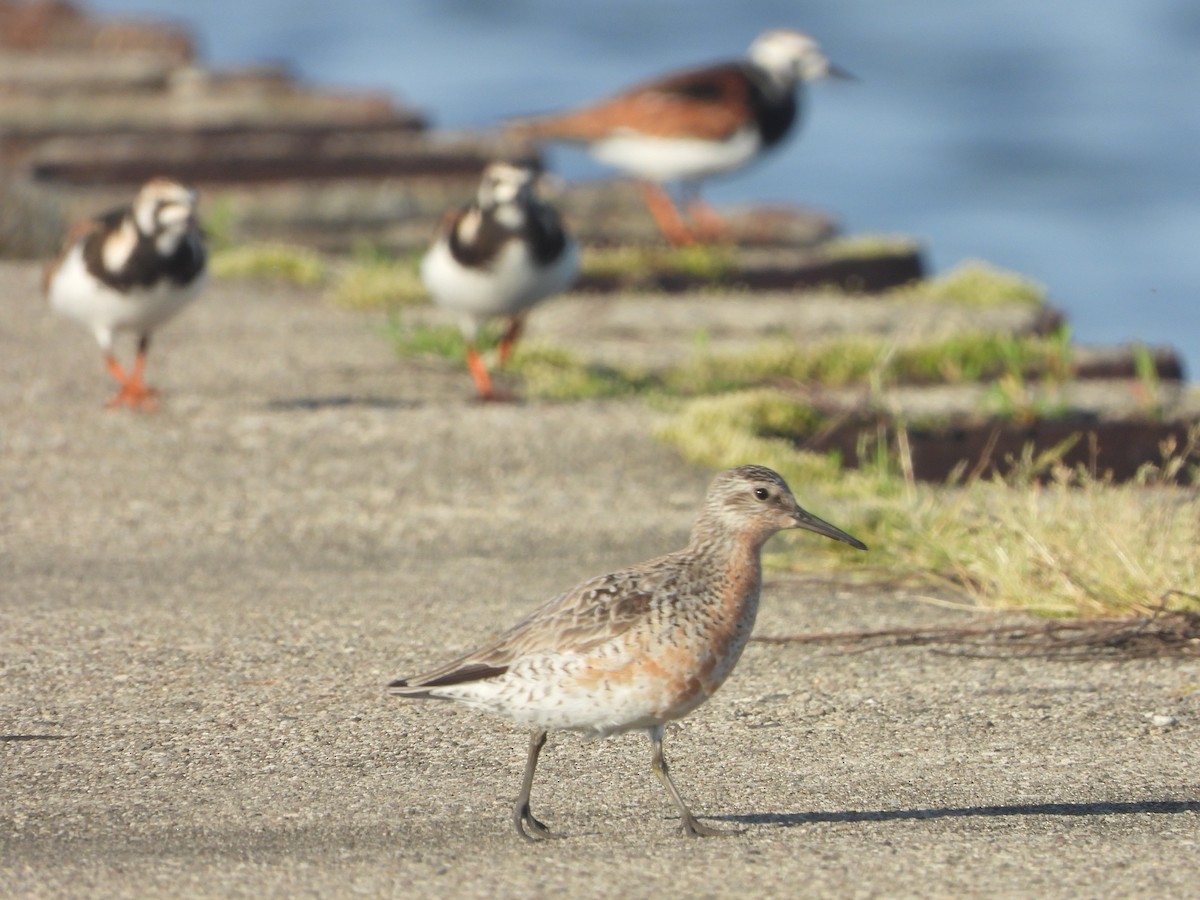 Red Knot - ML619879087