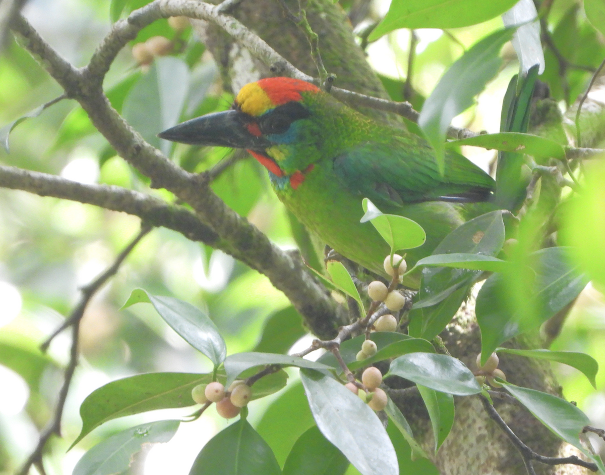 Red-throated Barbet - ML619879088