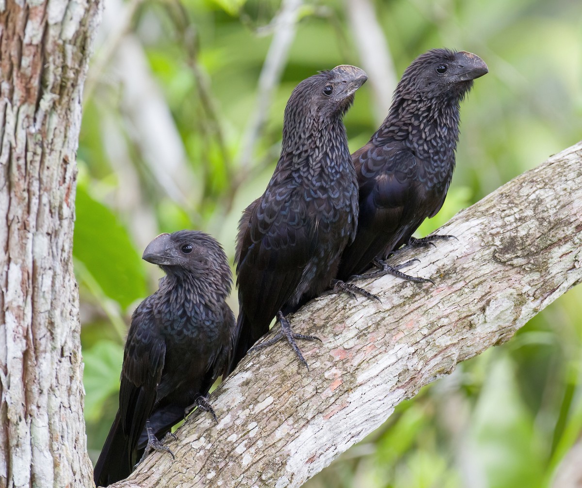 Smooth-billed Ani - ML619879090