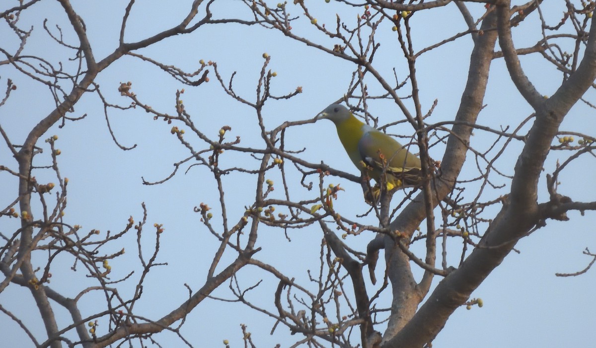 Yellow-footed Green-Pigeon - ML619879096