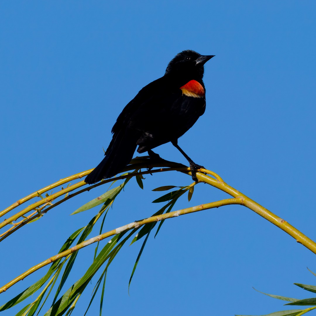 Red-winged Blackbird - ML619879104