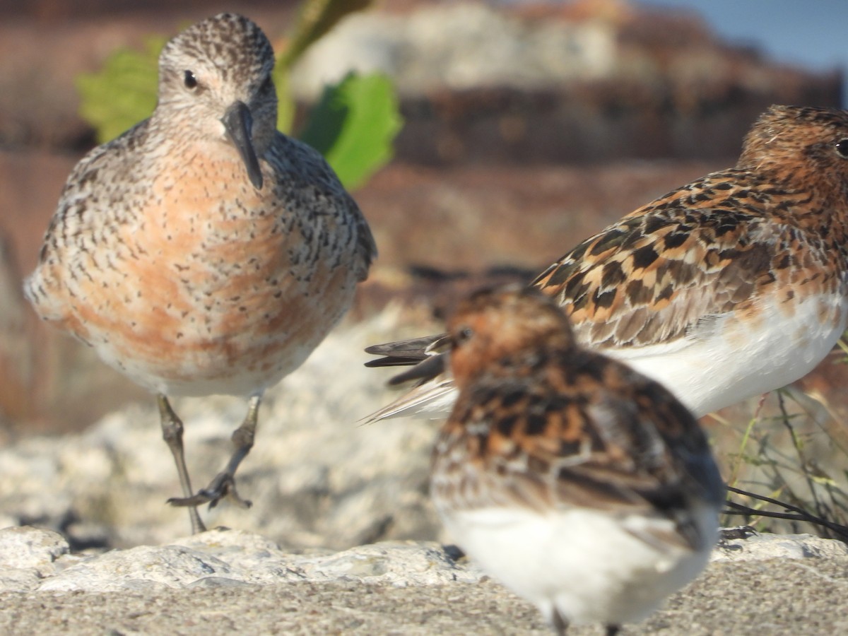 Red Knot - ML619879115