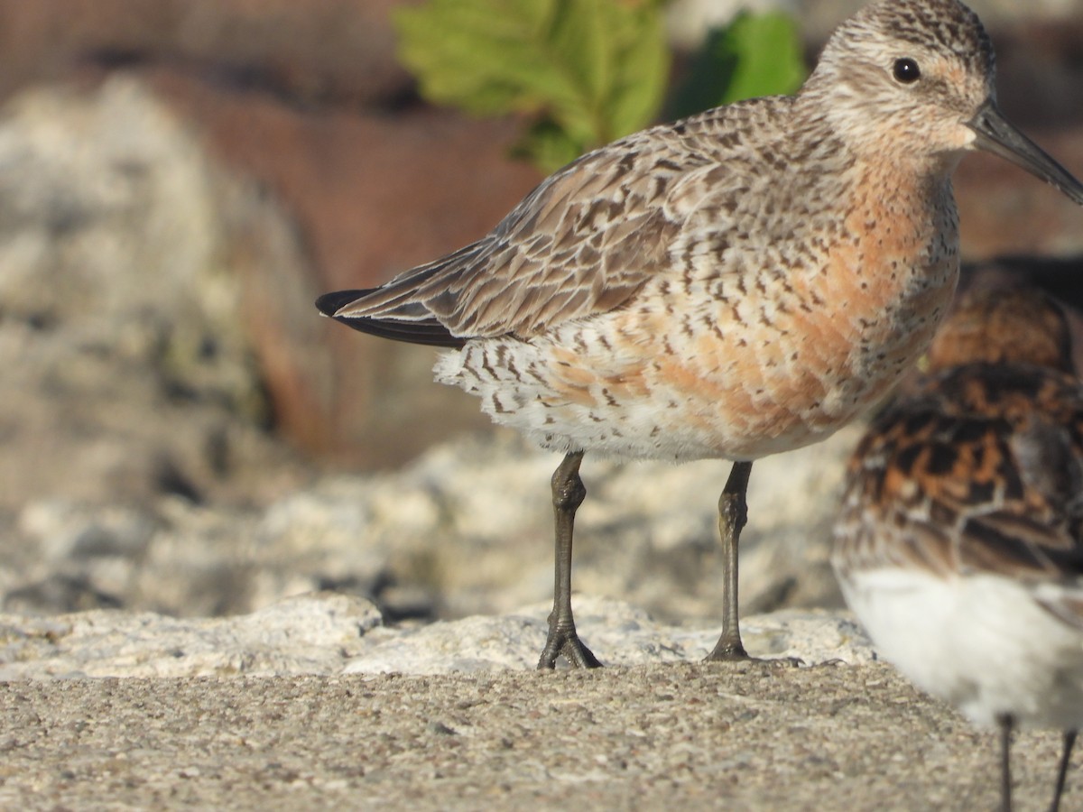 Red Knot - ML619879123