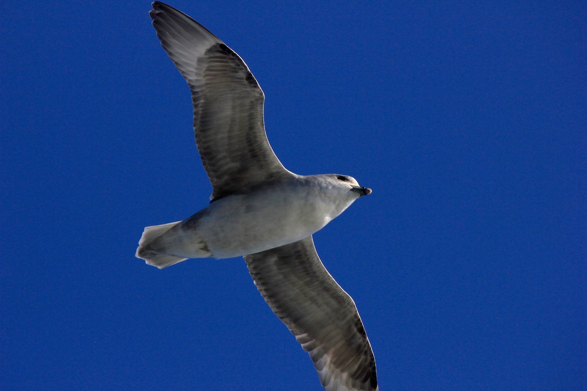 Northern Fulmar - ML619879128