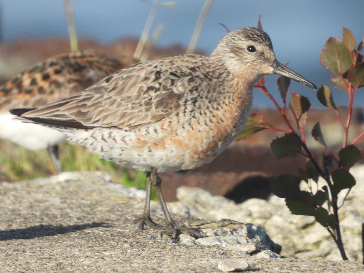 Red Knot - ML619879131