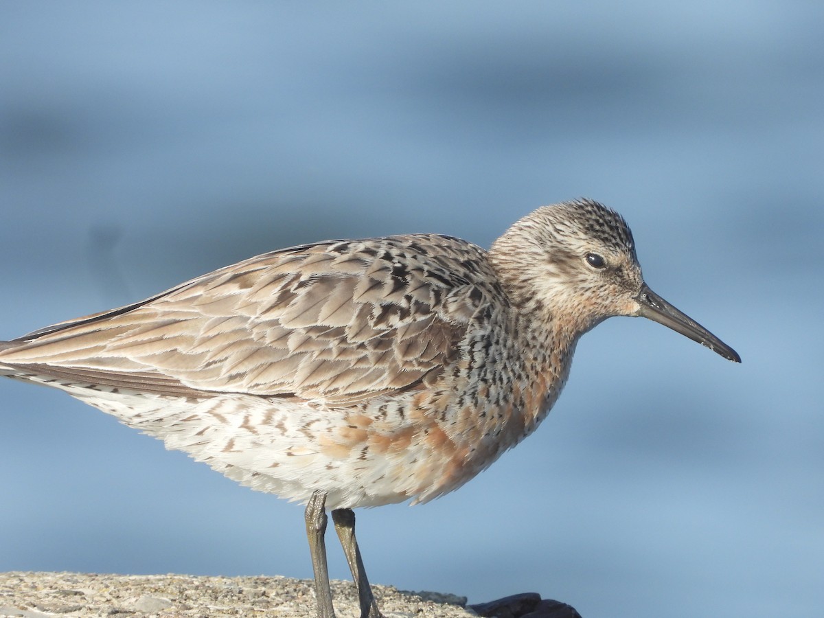 Red Knot - ML619879141