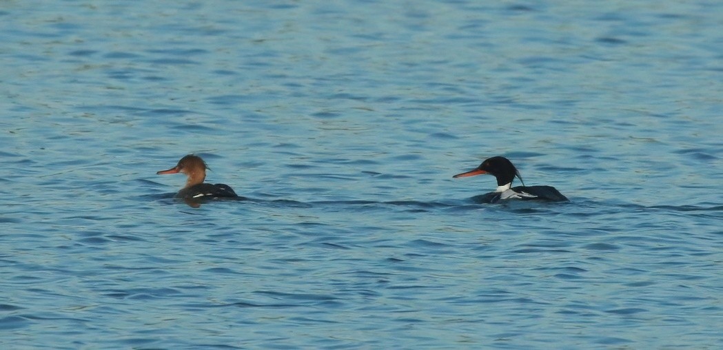 Red-breasted Merganser - ML619879147