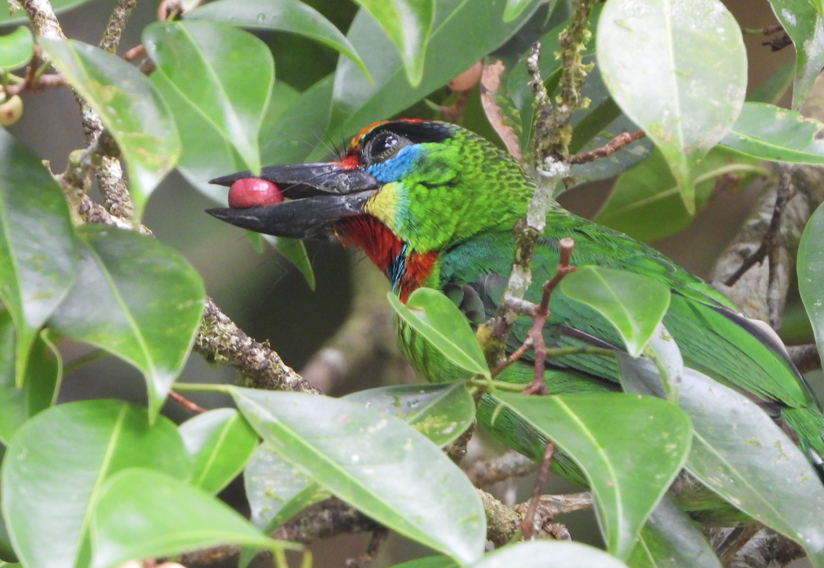 Red-throated Barbet - Alfred McLachlan-Karr