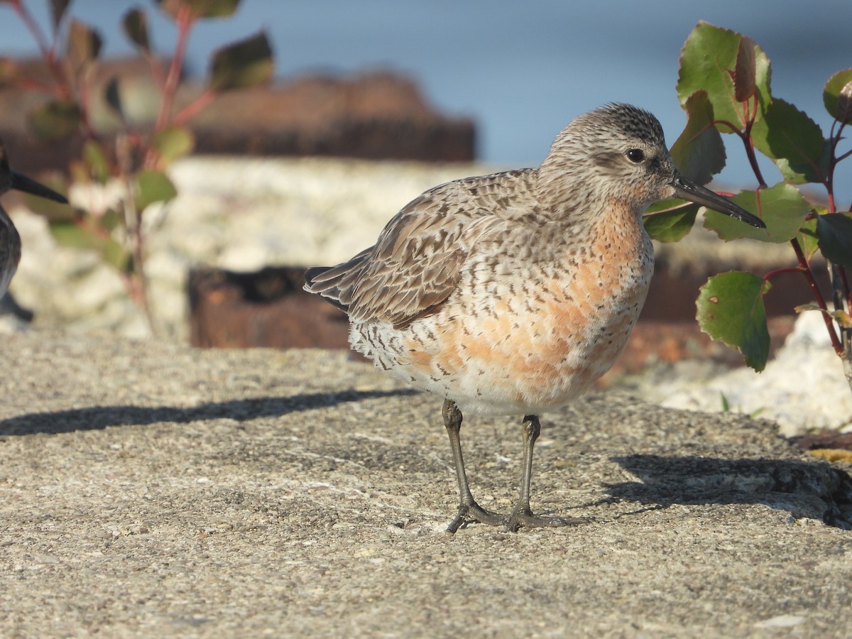 Red Knot - ML619879172