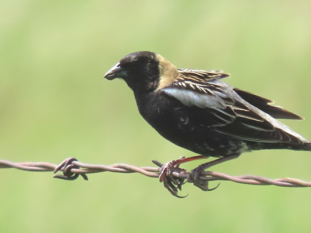 Bobolink - ML619879174