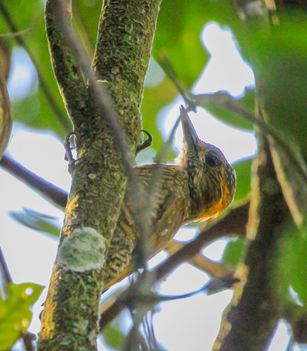 Yellow-eared Woodpecker - ML619879176