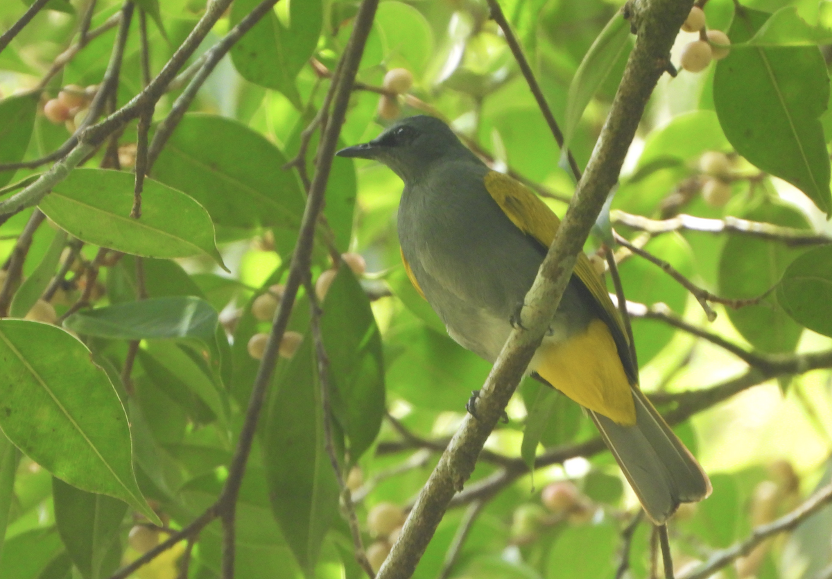 Gray-bellied Bulbul - ML619879179