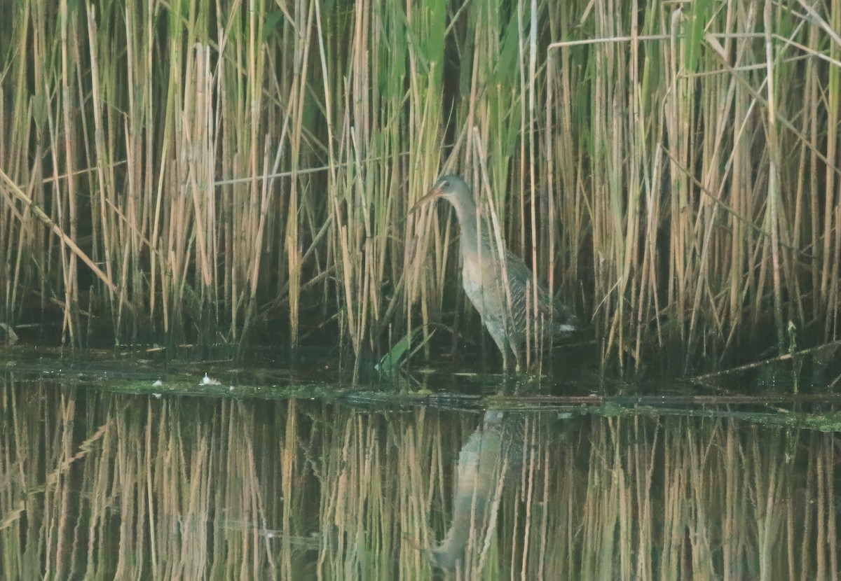 Clapper Rail - ML619879180